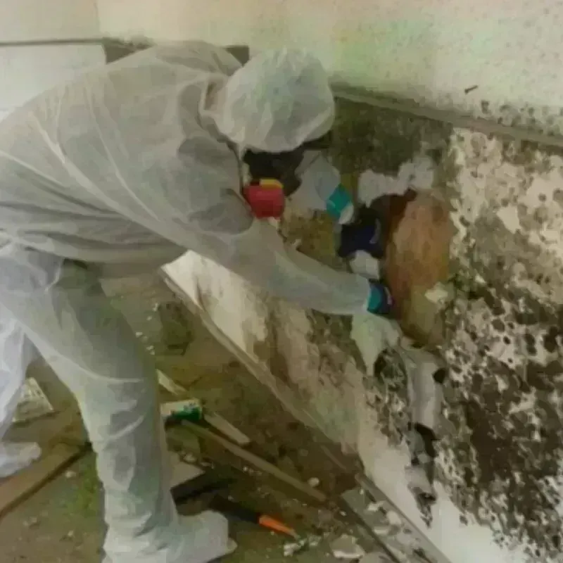 Mold Remediation and Removal in Colfax, CA